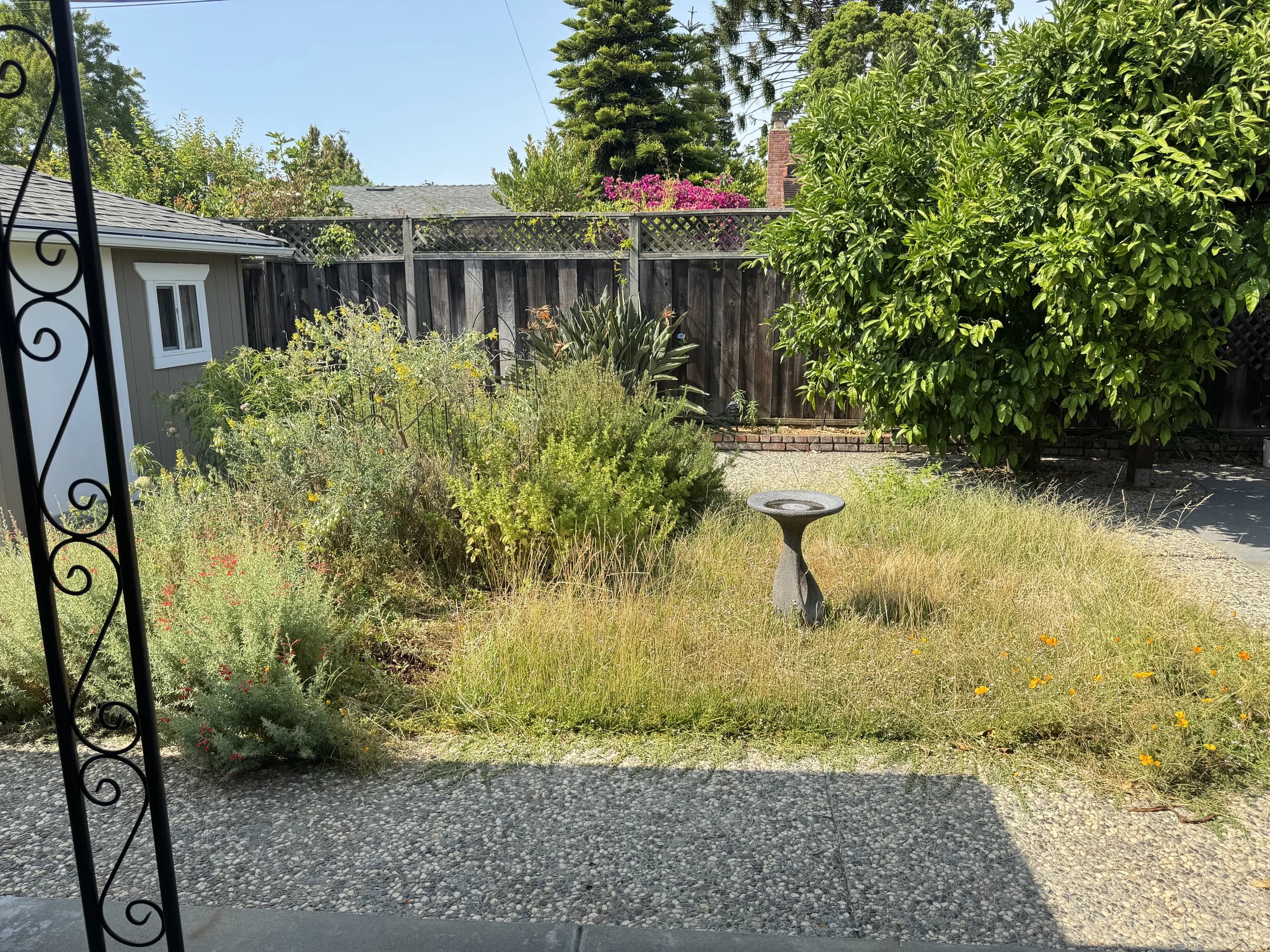 Before / Existing lawn, trees, and pergola.